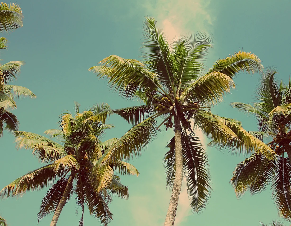 warm palm trees seen from below